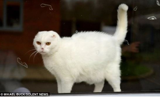 Charlie really needs an owner who is willing to love and take care of her. Image Credit: MIKAEL BUCK/SOLENT NEWS