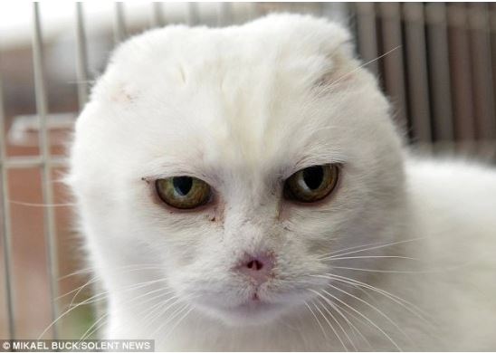 The owner abandoned the cat because of its face... the villain 5