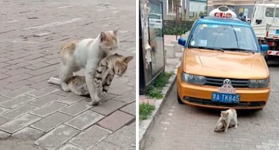 In an effort to save his dying friend, the homeless cat attempted to move him to a safer location. 1