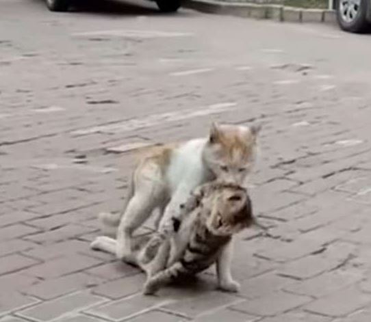 In an effort to save his dying friend, the homeless cat attempted to move him to a safer location. 2
