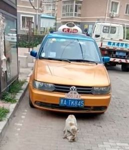 In an effort to save his dying friend, the homeless cat attempted to move him to a safer location. 3