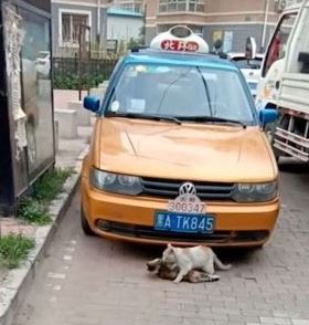 In an effort to save his dying friend, the homeless cat attempted to move him to a safer location. 4