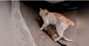 In an effort to save his dying friend, the homeless cat attempted to move him to a safer location. 5