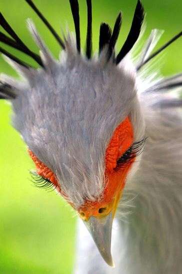 Meet the secretary bird - The bird with long legs and the most beautiful eyelashes in the world 1