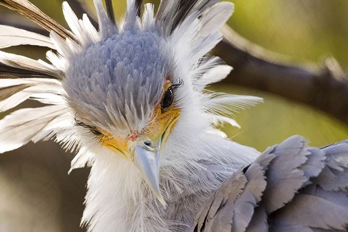 Meet the secretary bird - The bird with long legs and the most beautiful eyelashes in the world 2