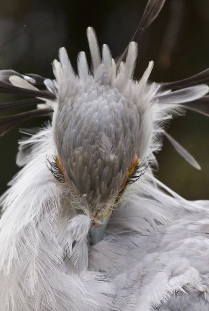 Meet the secretary bird - The bird with long legs and the most beautiful eyelashes in the world 3
