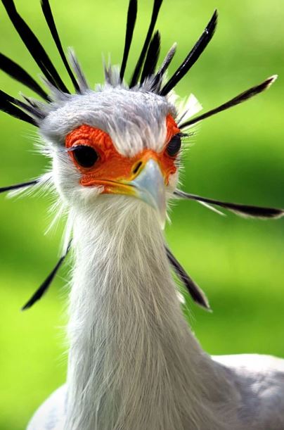 Meet the secretary bird - The bird with long legs and the most beautiful eyelashes in the world 4