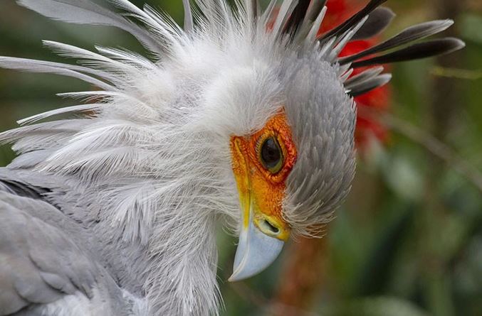 Meet the secretary bird - The bird with long legs and the most beautiful eyelashes in the world 5
