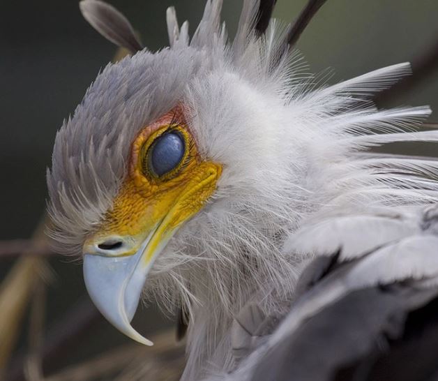 Meet the secretary bird - The bird with long legs and the most beautiful eyelashes in the world 6