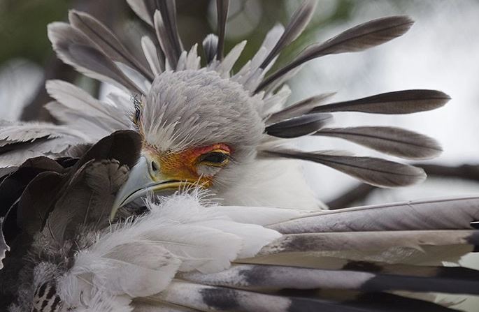 Meet the secretary bird - The bird with long legs and the most beautiful eyelashes in the world 7