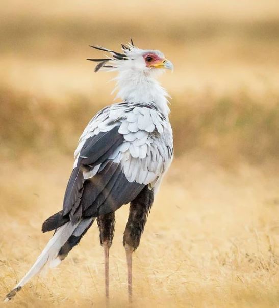 Meet the secretary bird - The bird with long legs and the most beautiful eyelashes in the world 8