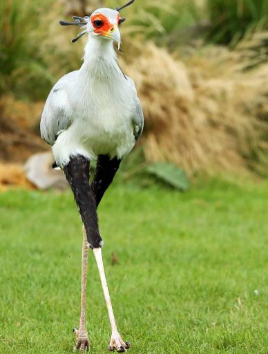 Meet the secretary bird - The bird with long legs and the most beautiful eyelashes in the world 9