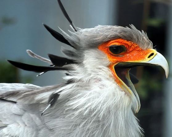 Meet the secretary bird - The bird with long legs and the most beautiful eyelashes in the world 10