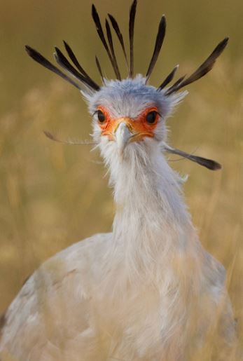 Meet the secretary bird - The bird with long legs and the most beautiful eyelashes in the world 11