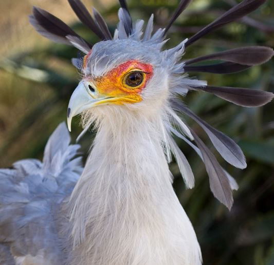 Meet the secretary bird - The bird with long legs and the most beautiful eyelashes in the world 12