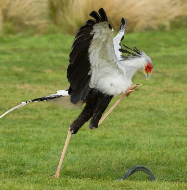 Meet the secretary bird - The bird with long legs and the most beautiful eyelashes in the world 13