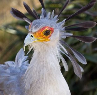 Meet the secretary bird - The bird with long legs and the most beautiful eyelashes in the world 14