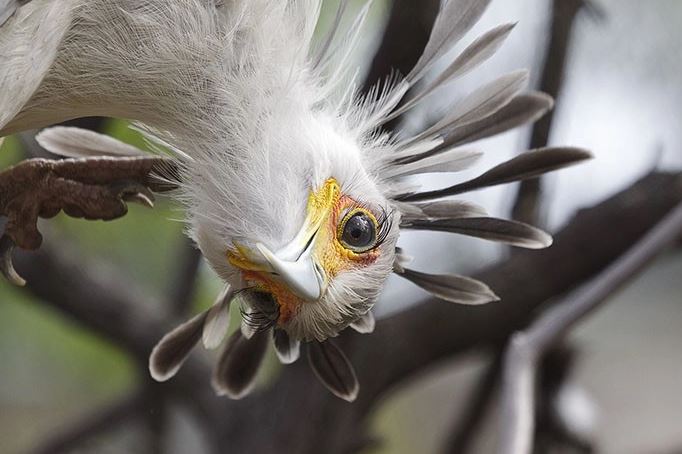 Meet the secretary bird - The bird with long legs and the most beautiful eyelashes in the world 15