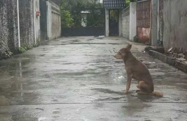 The abandoned dog, no matter what the weather is like, still waits for its owner every day 1