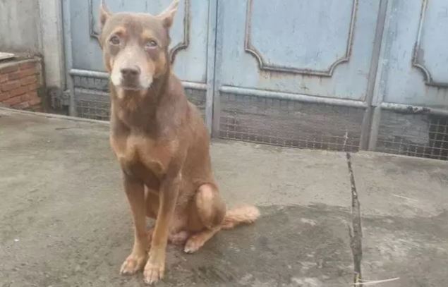 The abandoned dog, no matter what the weather is like, still waits for its owner every day 2