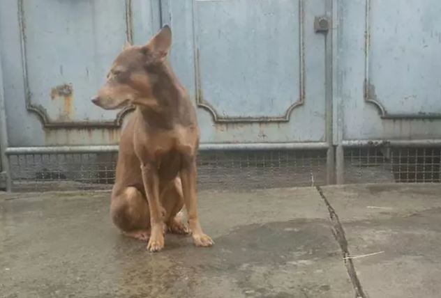 The abandoned dog, no matter what the weather is like, still waits for its owner every day 3