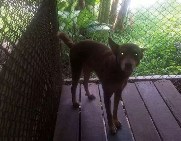 The abandoned dog, no matter what the weather is like, still waits for its owner every day 4