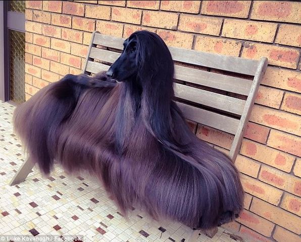 The dog is famous for its long hair that flows like a stream 1