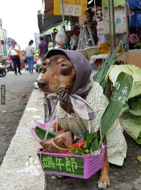The dog 'wearing clothes to sell fruit' sparks heated discussion on social networks 1
