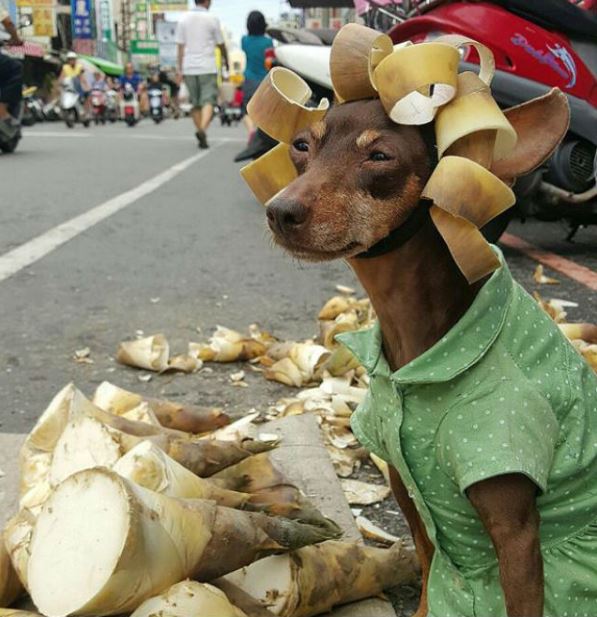 The dog 'wearing clothes to sell fruit' sparks heated discussion on social networks 2