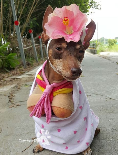 The dog 'wearing clothes to sell fruit' sparks heated discussion on social networks 3