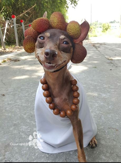 The dog 'wearing clothes to sell fruit' sparks heated discussion on social networks 4