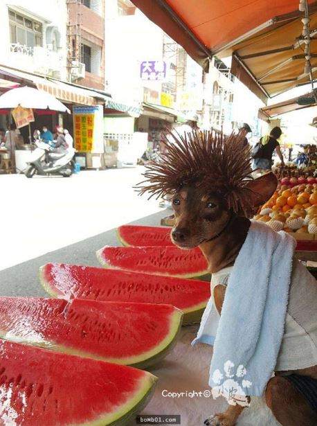 The dog 'wearing clothes to sell fruit' sparks heated discussion on social networks 6