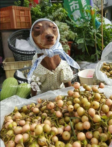 The dog 'wearing clothes to sell fruit' sparks heated discussion on social networks 7