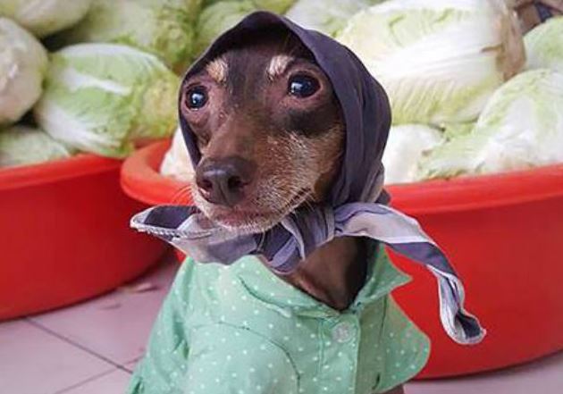 The dog 'wearing clothes to sell fruit' sparks heated discussion on social networks 8