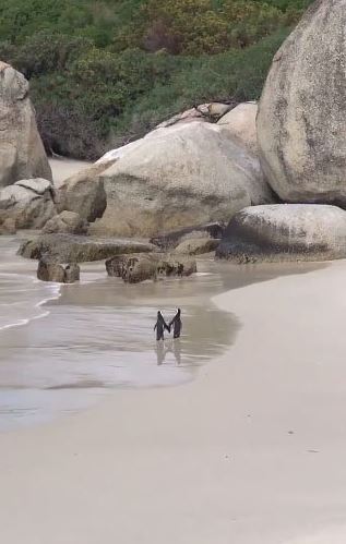 The penguin couple is holding hands and romantically strolling the beach 1