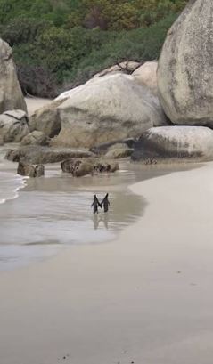The penguin couple is holding hands and romantically strolling the beach 2