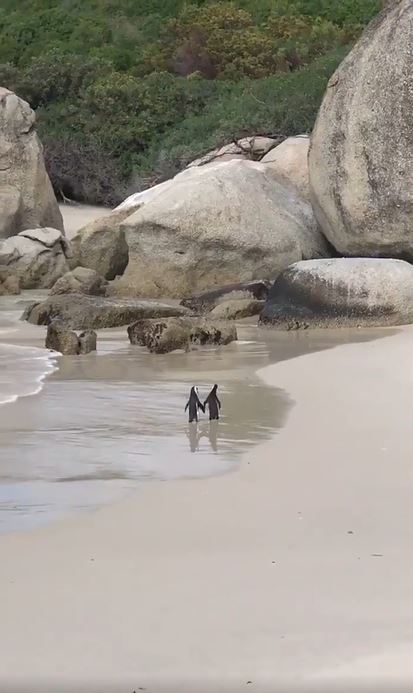 The penguin couple is holding hands and romantically strolling the beach 3