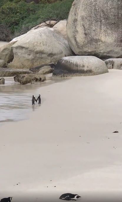 The penguin couple is holding hands and romantically strolling the beach 4