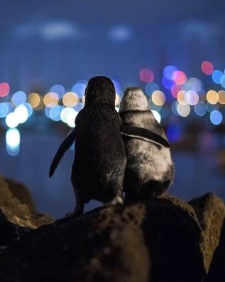 The penguin couple is holding hands and romantically strolling the beach 5