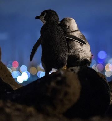 The penguin couple is holding hands and romantically strolling the beach 6