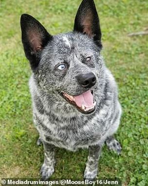The touching story behind this adorable photo of the world's 'happiest' dog 2 The touching story behind this adorable photo of the world's 'happiest' dog 2