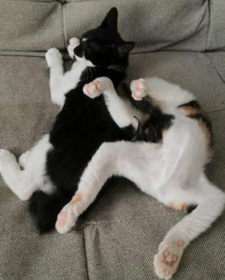 15 moments when the pet boss sleeps and falls asleep 9 15 moments when the pet boss sleeps and falls asleep 9