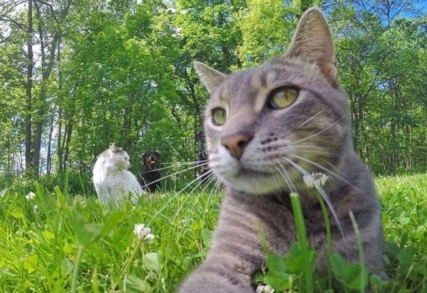 A cat with a talent for selfies has become a social media star with more than half a million followers 1