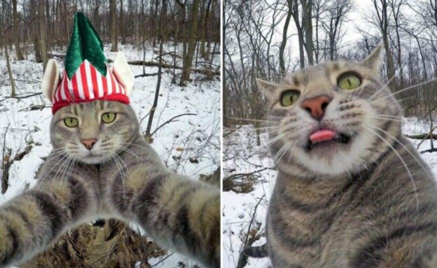 A cat with a talent for selfies has become a social media star with more than half a million followers 3