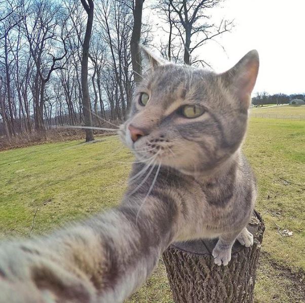 A cat with a talent for selfies has become a social media star with more than half a million followers 5