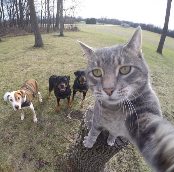 A cat with a talent for selfies has become a social media star with more than half a million followers 6