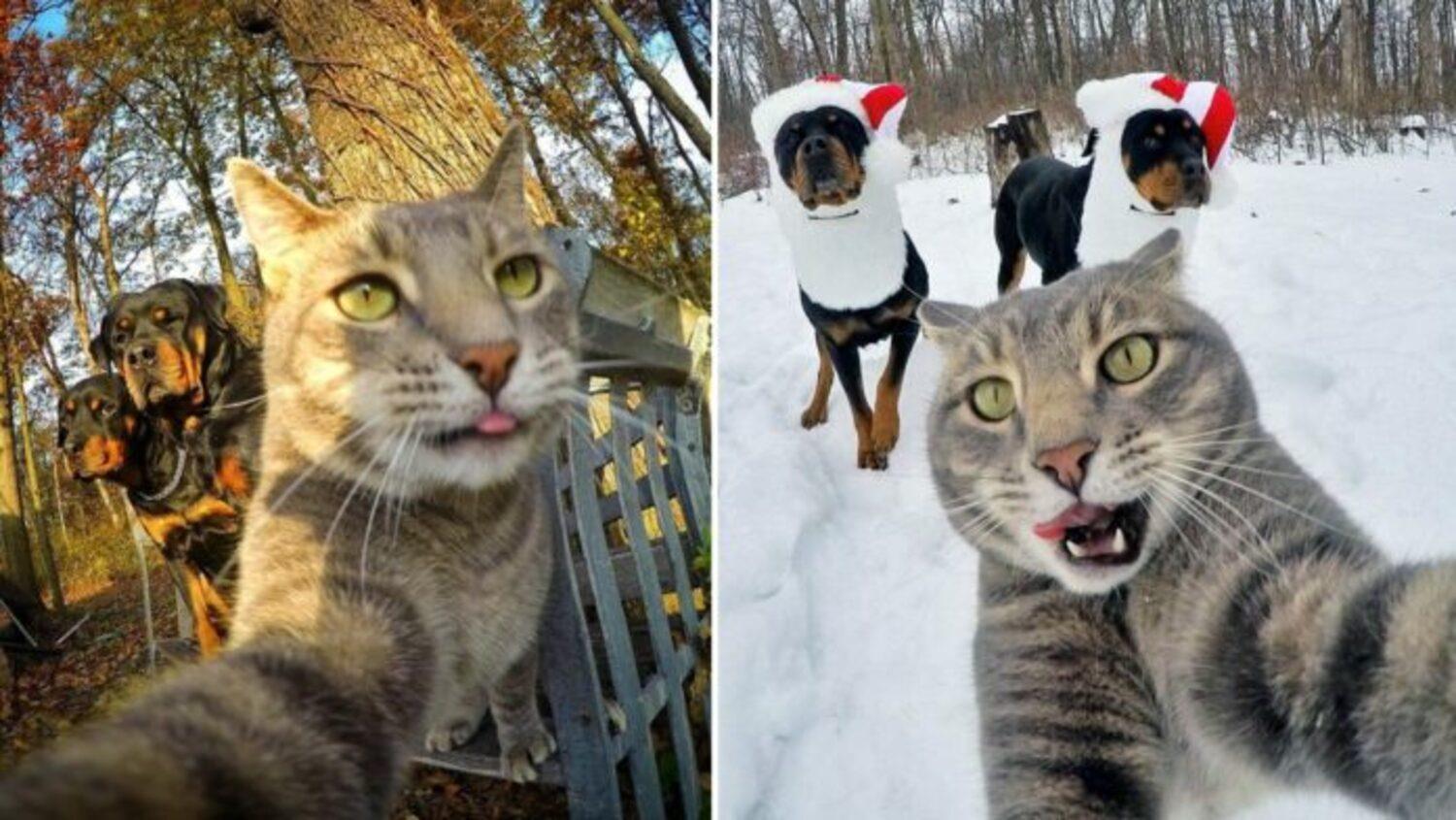 A cat with a talent for selfies has become a social media star with more than half a million followers 7