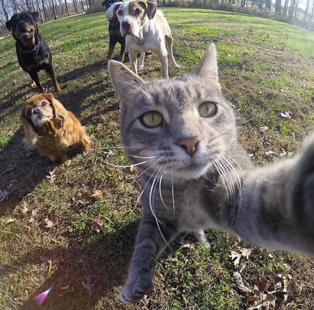 A cat with a talent for selfies has become a social media star with more than half a million followers 8