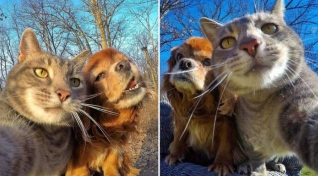 A cat with a talent for selfies has become a social media star with more than half a million followers 9