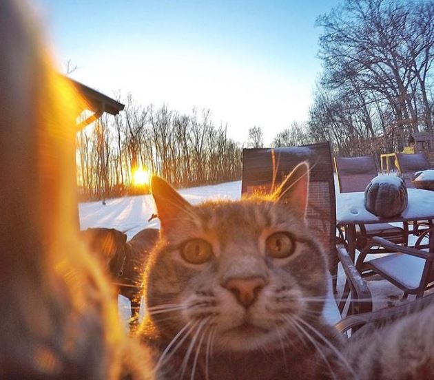 A cat with a talent for selfies has become a social media star with more than half a million followers 10